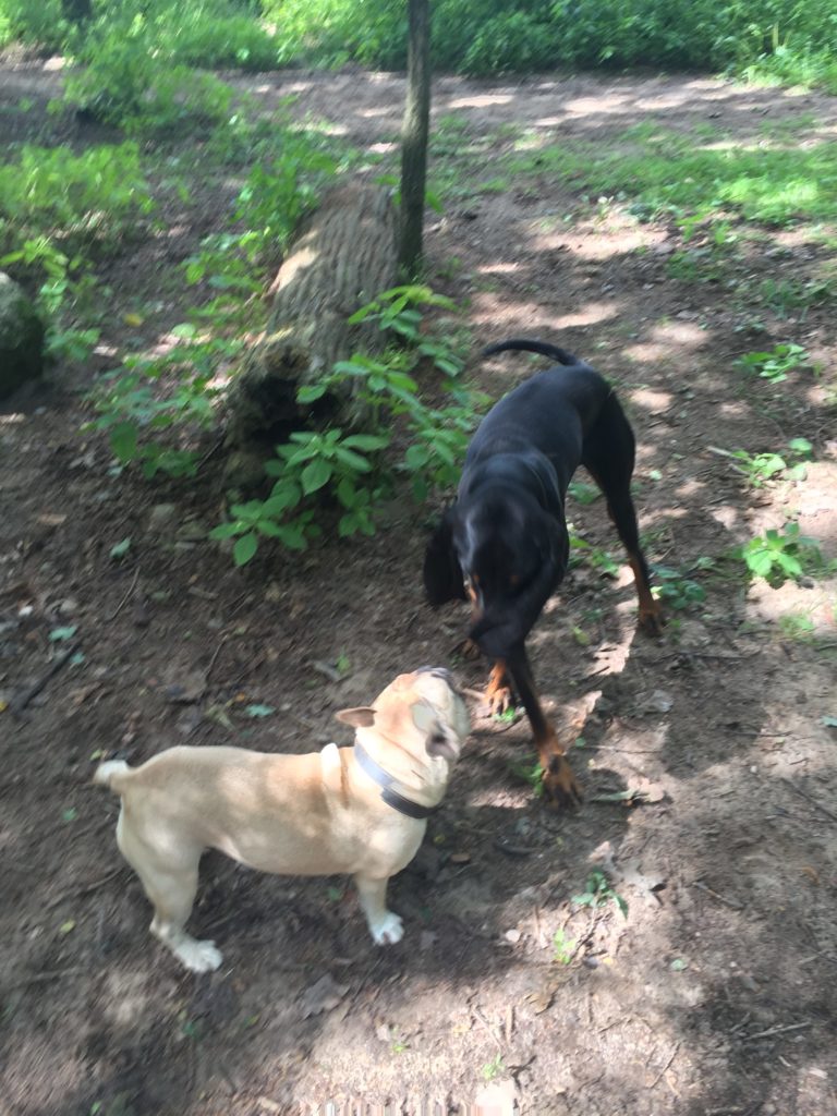 Bulldogge + Bloodhound