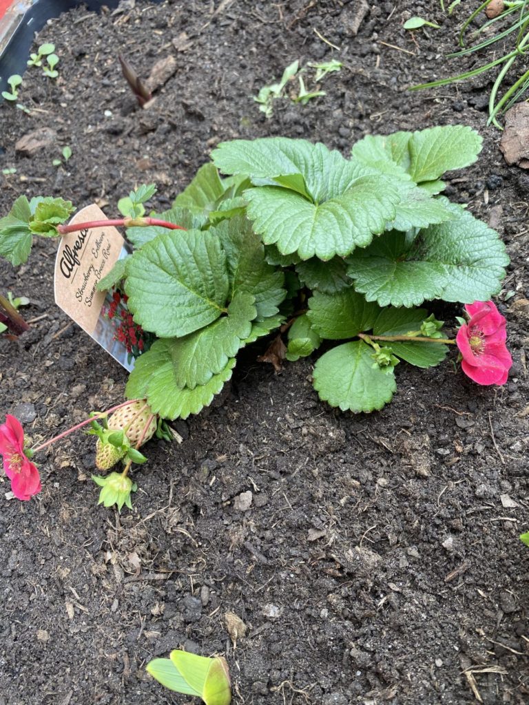 Gartenzeit Erdbeeren